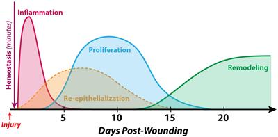 The Spectrum of Scarring in Craniofacial <mark class="highlighted">Wound Repair</mark>